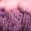 Erikablüten ganz Bio (100g)