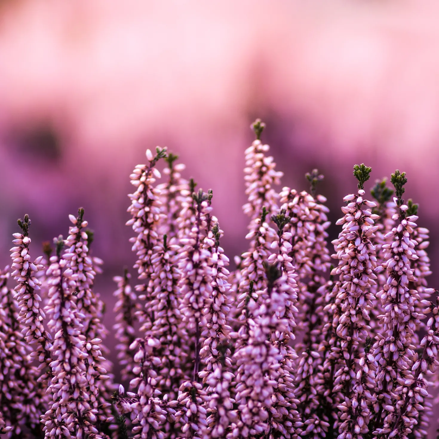 Erikablüten ganz Bio (100g)