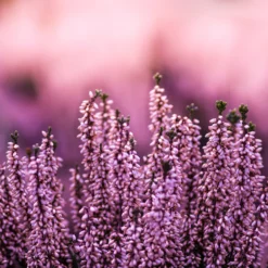 Erikablüten ganz Bio (250g)
