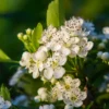 Weißdornblätter mit Blüten geschnitten (1000g)